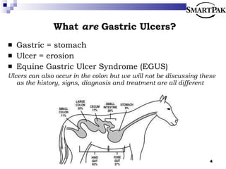 What  are  Gastric Ulcers? Gastric = stomach Ulcer = erosion Equine Gastric Ulcer Syndrome (EGUS) Ulcers can also occur in the colon but we will not be discussing these as the history, signs, diagnosis and treatment are all different 
