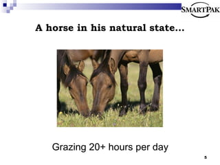A horse in his natural state… Grazing 20+ hours per day 