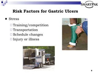 Risk Factors for Gastric Ulcers Stress Training/competition Transportation Schedule changes Injury or illness 