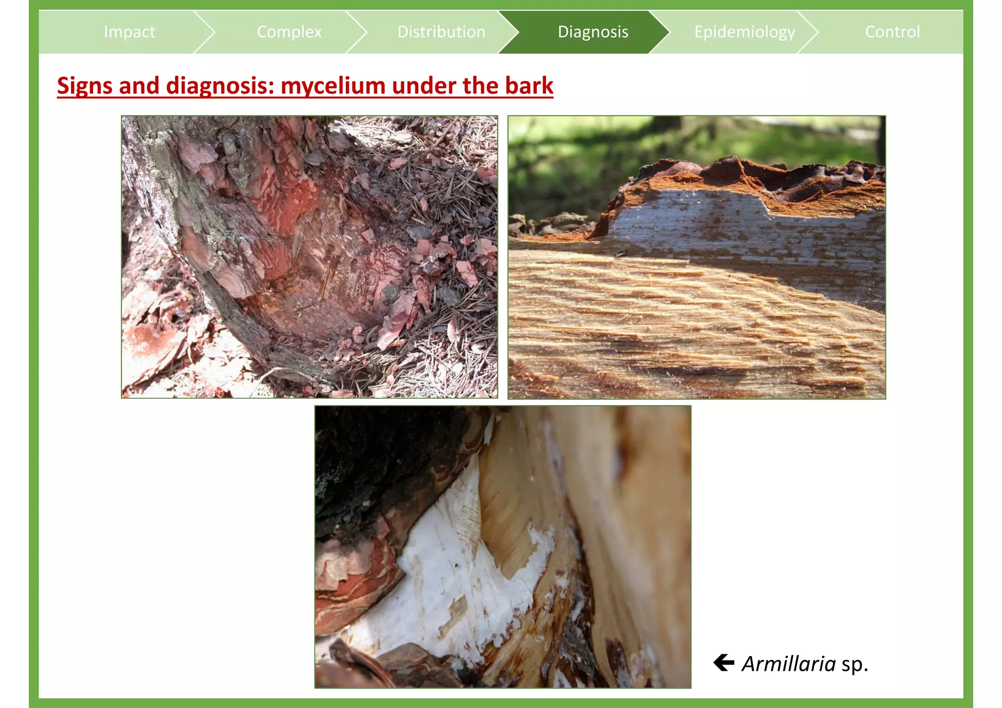 Overview on Heterobasidion root and butt rots of conifers | PDF