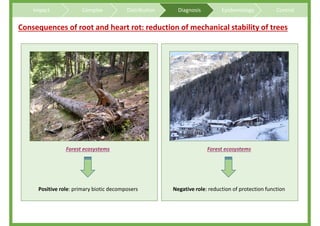 Overview on Heterobasidion root and butt rots of conifers | PDF