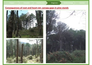 Overview on Heterobasidion root and butt rots of conifers | PDF