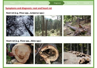 Overview on Heterobasidion root and butt rots of conifers | PDF
