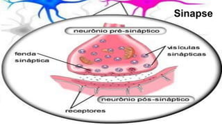68
Sinapse
 