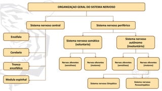 69
ORGANIZAÇAO GERAL DO SISTEMA NERVOSO
Sistema nervoso periférico
Sistema nervoso
autônomo
(involuntário)
Sistema nervoso somático
(voluntario)
Medula espinhal
Encéfalo
Cerebelo
Tronco
encefálico
Nervos aferentes
(sensitivos)
Sistema nervoso Simpático
Sistema nervoso
Parassimpático
Nervos aferentes
(sensitivos)
Nervos eferentes
(motores)
Nervos eferentes
(motores)
Sistema nervoso central
 