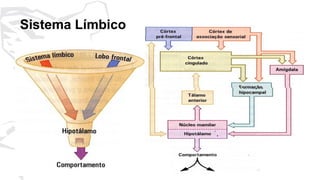 72
Sistema Límbico
 