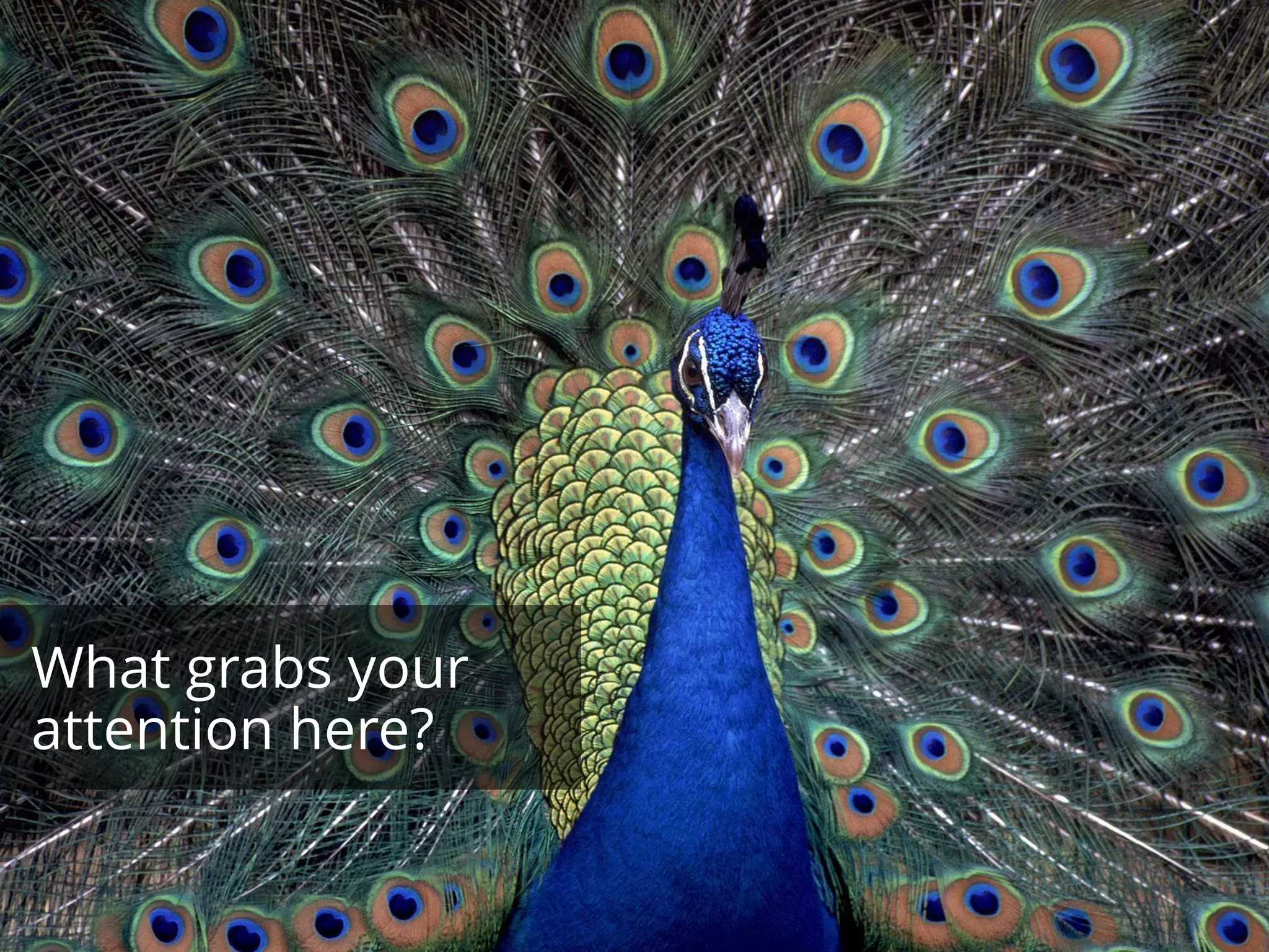 What grabs your
attention here?
 