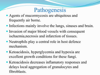 Pathogenesis
 Agents of mucormycosis are ubiquitous and
frequently air borne.
 Infections mainly involve the lungs, sinuses and brain.
 Invasion of major blood vessels with consequent
ischaemia,necrosis and infarction of tissues.
 Neutrophils play a central role in host defence
mechanism.
 Ketoacidosis, hyperglycemia and hypoxia are
excellent growth conditions for these fungi.
 Ketoacidosis decreases inflamatory responses and
delays local aggregation of granulocytes and
fibroblasts.
 