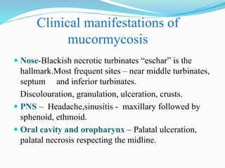 Clinical manifestations of
mucormycosis
 Nose-Blackish necrotic turbinates “eschar” is the
hallmark.Most frequent sites – near middle turbinates,
septum and inferior turbinates.
Discolouration, granulation, ulceration, crusts.
 PNS – Headache,sinusitis - maxillary followed by
sphenoid, ethmoid.
 Oral cavity and oropharynx – Palatal ulceration,
palatal necrosis respecting the midline.
 