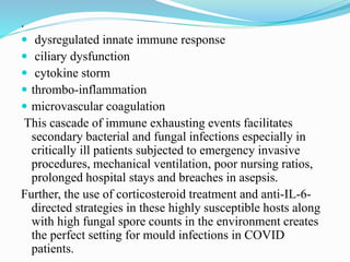 .
 dysregulated innate immune response
 ciliary dysfunction
 cytokine storm
 thrombo-inflammation
 microvascular coagulation
This cascade of immune exhausting events facilitates
secondary bacterial and fungal infections especially in
critically ill patients subjected to emergency invasive
procedures, mechanical ventilation, poor nursing ratios,
prolonged hospital stays and breaches in asepsis.
Further, the use of corticosteroid treatment and anti-IL-6-
directed strategies in these highly susceptible hosts along
with high fungal spore counts in the environment creates
the perfect setting for mould infections in COVID
patients.
 