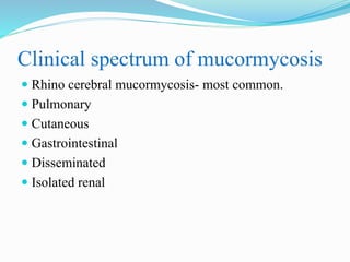 Clinical spectrum of mucormycosis
 Rhino cerebral mucormycosis- most common.
 Pulmonary
 Cutaneous
 Gastrointestinal
 Disseminated
 Isolated renal
 