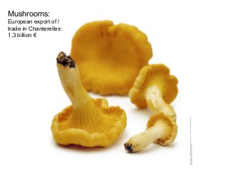 Mushrooms:
European export of /
trade in Chanterelles:
1,3 billion €
 