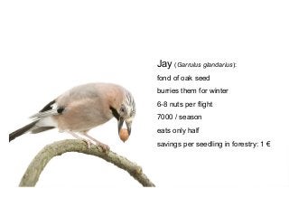 Jay (Garrulus glandarius):
fond of oak seed
burries them for winter
6-8 nuts per flight
7000 / season
eats only half
savings per seedling in forestry: 1 €
 