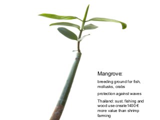 Mangrove:
breeding ground for fish,
mollusks, crabs
protection against waves
Thailand: sust. fishing and
wood use create1400 €
more value than shrimp
farming
 