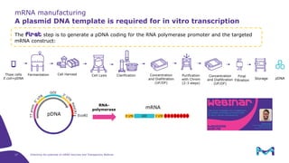 Unlocking the Potential of mRNA Vaccines and Therapeutics | PDF