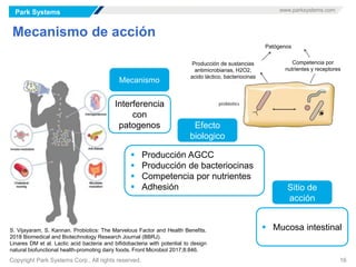 Park Systems www.parksystems.com
Copyright Park Systems Corp., All rights reserved. 16
Mecanismo de acción
S. Vijayaram, S. Kannan. Probiotics: The Marvelous Factor and Health Benefits.
2018 Biomedical and Biotechnology Research Journal (BBRJ).
Linares DM et al. Lactic acid bacteria and bifidobacteria with potential to design
natural biofunctional health-promoting dairy foods. Front Microbiol 2017;8:846.
Mecanismo
Sitio de
acción
Interferencia
con
patogenos
 Producción AGCC
 Producción de bacteriocinas
 Competencia por nutrientes
 Adhesión
 Mucosa intestinal
Efecto
biologico
Producción de sustancias
antimicrobianas, H2O2,
acido láctico, bacteriocinas
Competencia por
nutrientes y receptores
Patógenos
 