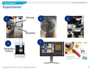 Park Systems www.parksystems.com
Copyright Park Systems Corp., All rights reserved. 25
Experimento
Biomasa
Diluciones
2 3
4
Topografia y
PinPoint
1
5
 