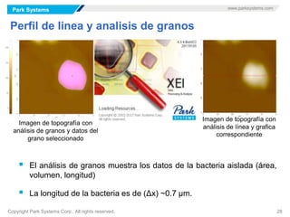 Park Systems www.parksystems.com
Copyright Park Systems Corp., All rights reserved. 28
Perfil de linea y analisis de granos
Dx=685 nm
Imagen de topografía con
análisis de línea y grafica
correspondiente
 El análisis de granos muestra los datos de la bacteria aislada (área,
volumen, longitud)
 La longitud de la bacteria es de (Δx) ~0.7 µm.
Imagen de topografía con
análisis de granos y datos del
grano seleccionado
 