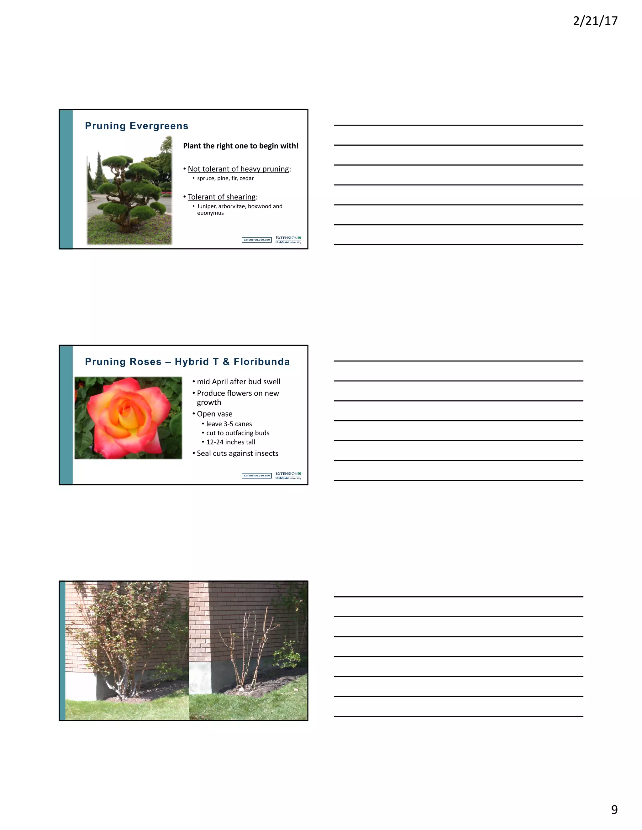Pruning Trees and Shrubs | PDF