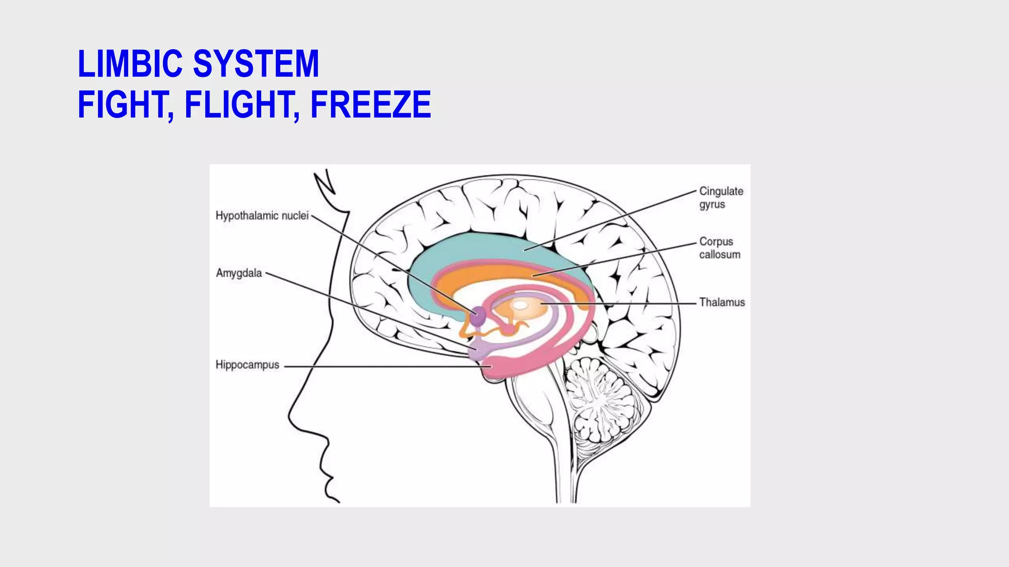 LIMBIC SYSTEM
FIGHT, FLIGHT, FREEZE
 