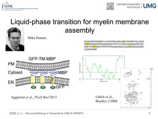 5DZNE e. V. – Structural Biology in Dementia & UMG & MPIBPC
Liquid-phase transition for myelin membrane
assembly
Aggarwal et al., PLoS Biol 2013 Libich et al.,
Biophys J 2008
Mika Simons
 