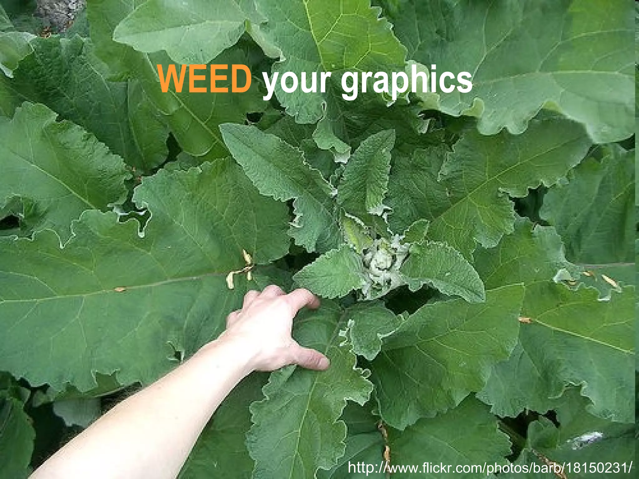 WEED  your graphics http:// www.flickr.com/photos/barb/18150231 / 