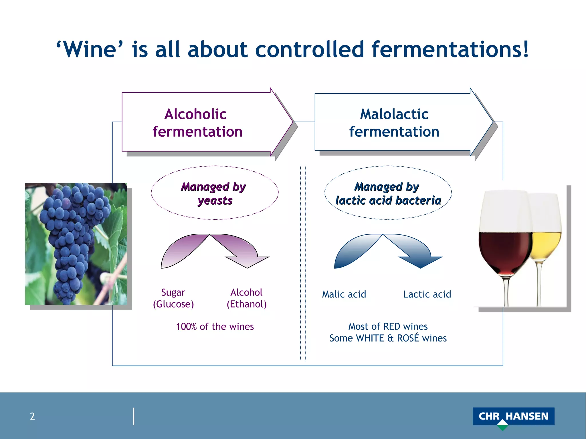 ‘Wine’ is all about controlled fermentations! Alcoholic  fermentation Malolactic fermentation Managed by  yeasts Managed by  lactic acid bacteria Sugar (Glucose) Alcohol (Ethanol) Malic acid Lactic acid 100% of the wines Most of RED wines Some WHITE & ROSÉ wines 