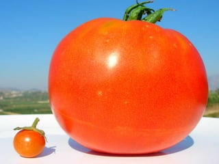 Não é só tamanho...
 