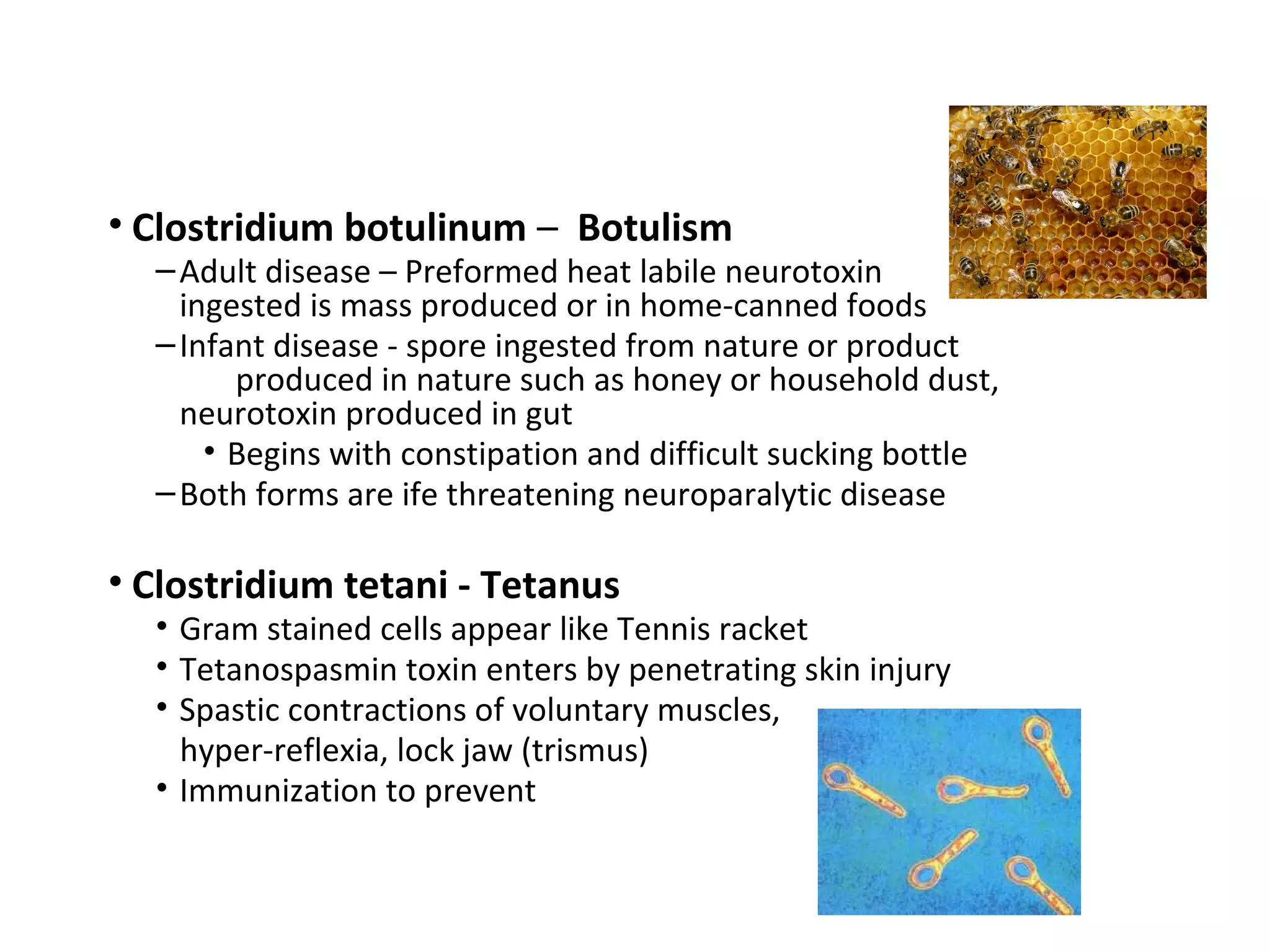 • Clostridium botulinum – Botulism
–Adult disease – Preformed heat labile neurotoxin
ingested is mass produced or in home-canned foods
–Infant disease - spore ingested from nature or product
produced in nature such as honey or household dust,
neurotoxin produced in gut
• Begins with constipation and difficult sucking bottle
–Both forms are ife threatening neuroparalytic disease
• Clostridium tetani - Tetanus
• Gram stained cells appear like Tennis racket
• Tetanospasmin toxin enters by penetrating skin injury
• Spastic contractions of voluntary muscles,
hyper-reflexia, lock jaw (trismus)
• Immunization to prevent
 