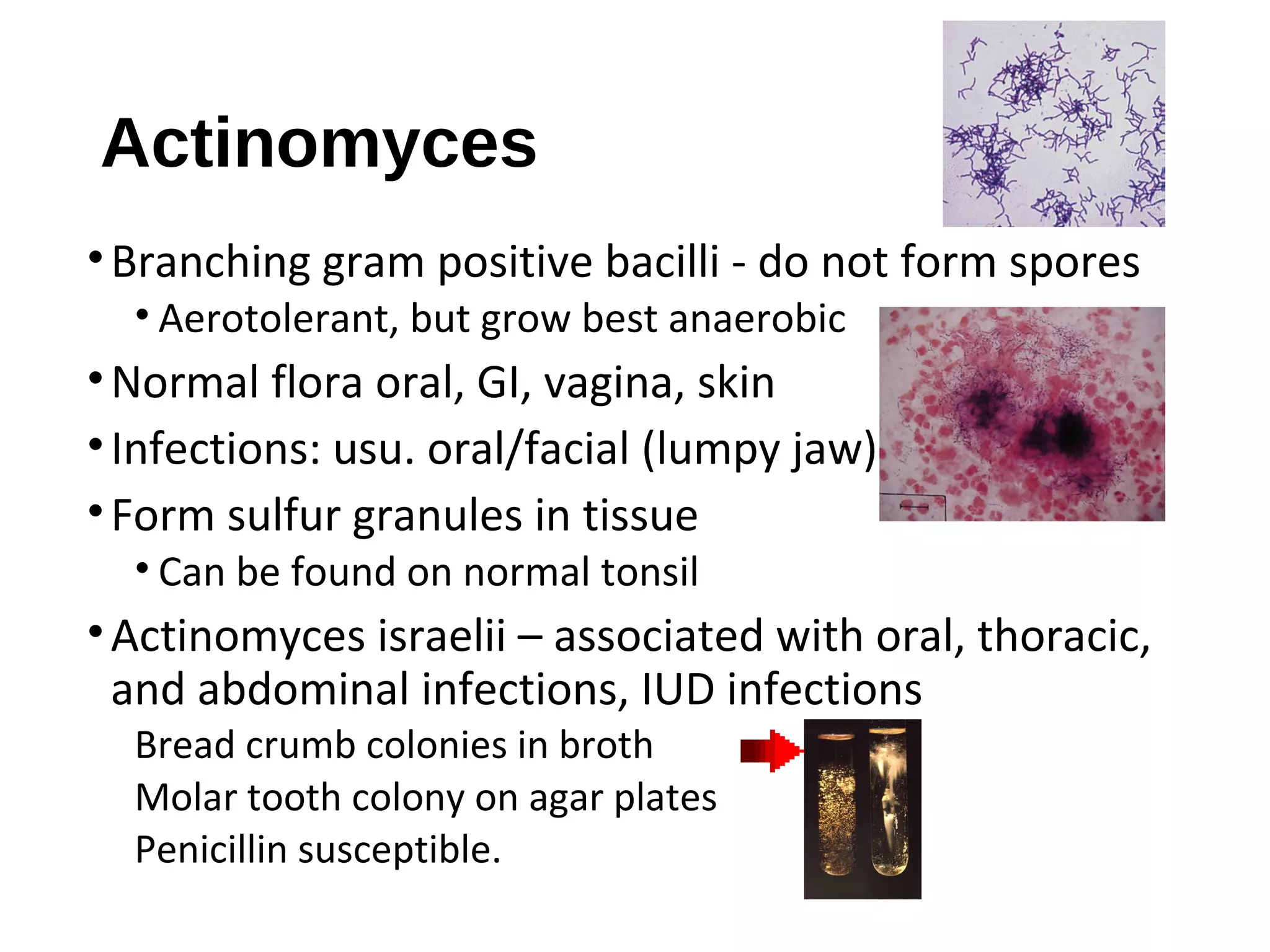 Actinomyces
•Branching gram positive bacilli - do not form spores
• Aerotolerant, but grow best anaerobic
•Normal flora oral, GI, vagina, skin
•Infections: usu. oral/facial (lumpy jaw)
•Form sulfur granules in tissue
• Can be found on normal tonsil
•Actinomyces israelii – associated with oral, thoracic,
and abdominal infections, IUD infections
Bread crumb colonies in broth
Molar tooth colony on agar plates
Penicillin susceptible.
 