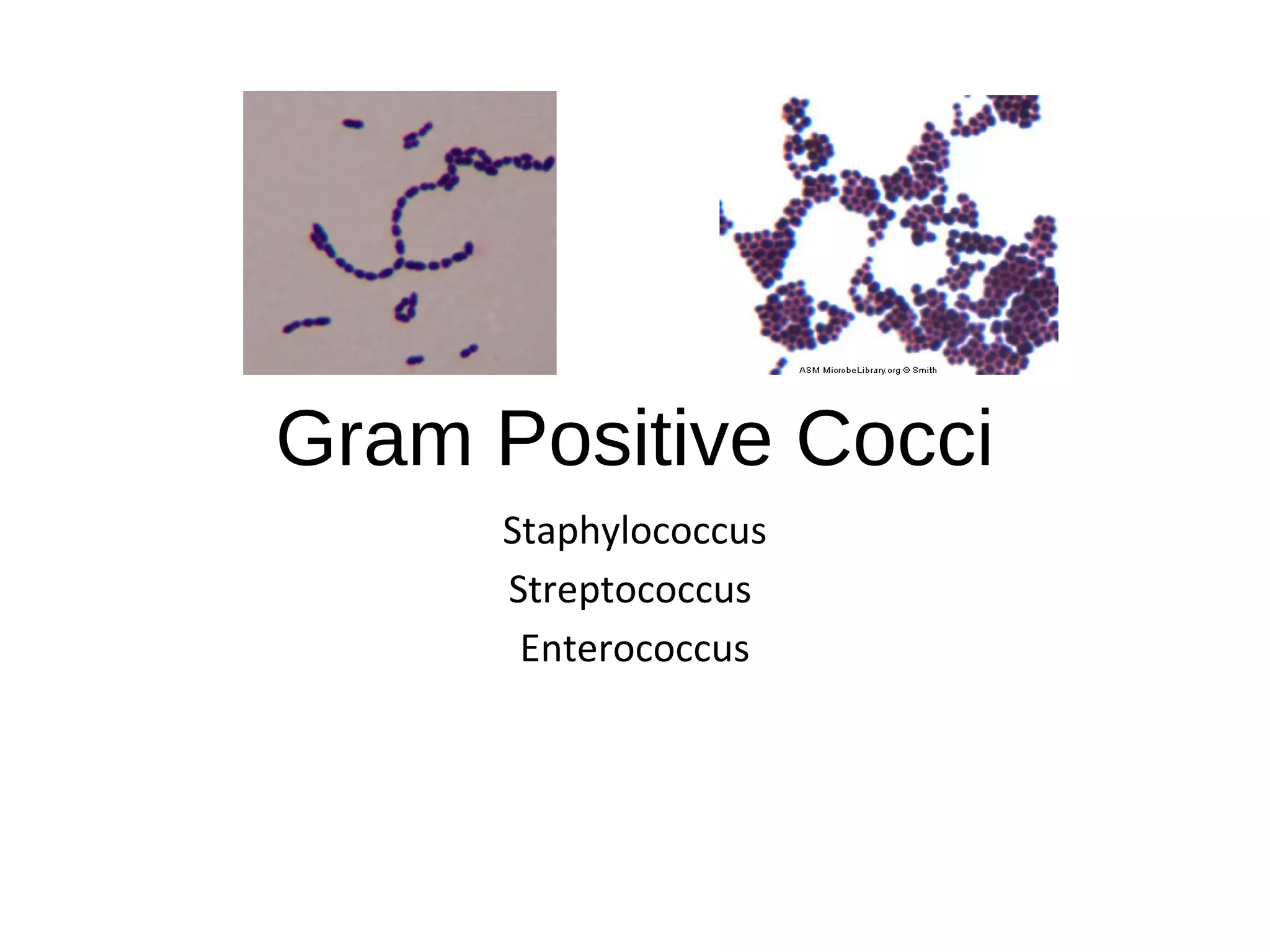Gram Positive Cocci
Staphylococcus
Streptococcus
Enterococcus
 