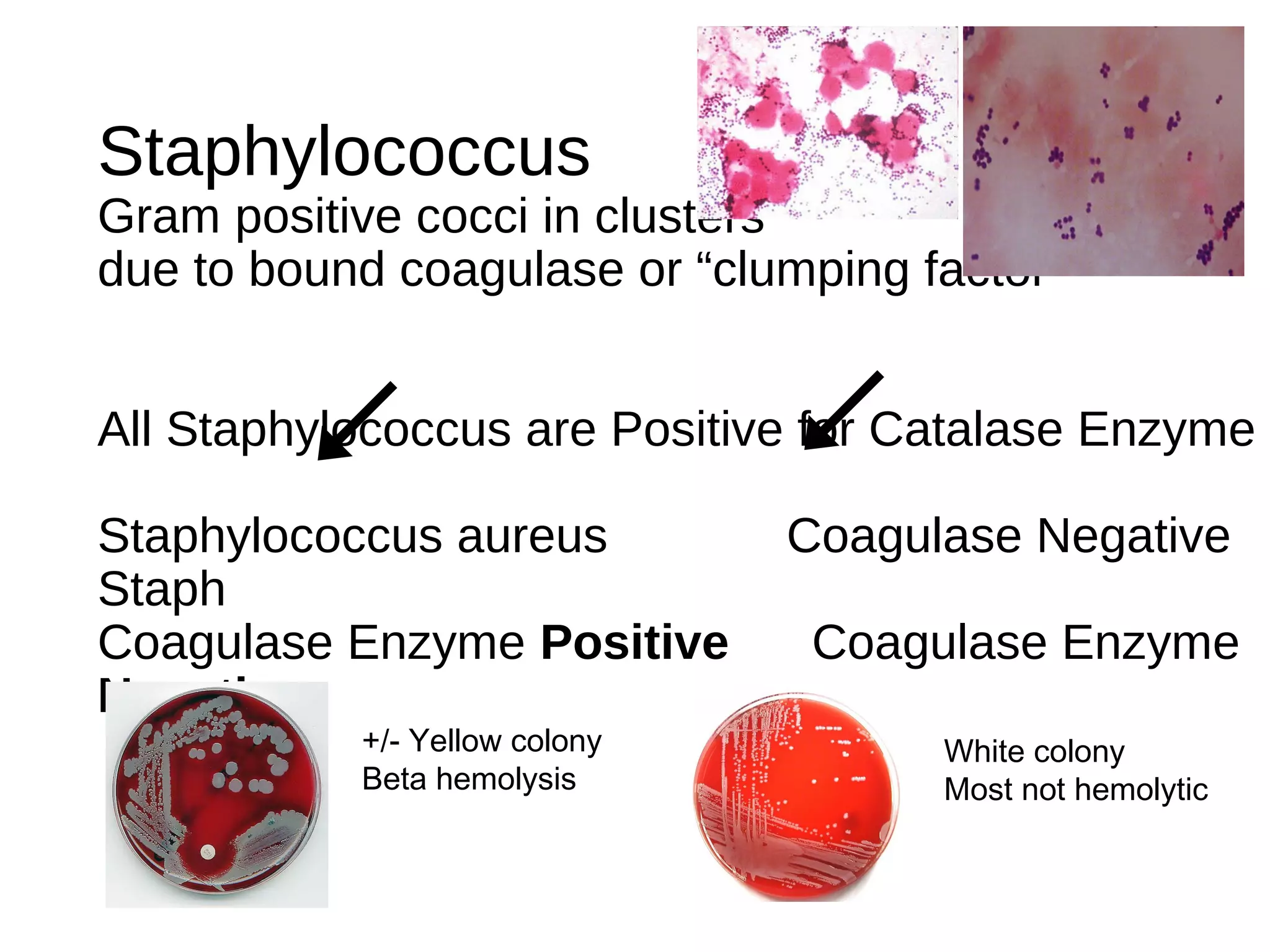 Staphylococcus
Gram positive cocci in clusters
due to bound coagulase or “clumping factor”
All Staphylococcus are Positive for Catalase Enzyme
Staphylococcus aureus Coagulase Negative
Staph
Coagulase Enzyme Positive Coagulase Enzyme
Negative
+/- Yellow colony
Beta hemolysis
White colony
Most not hemolytic
 