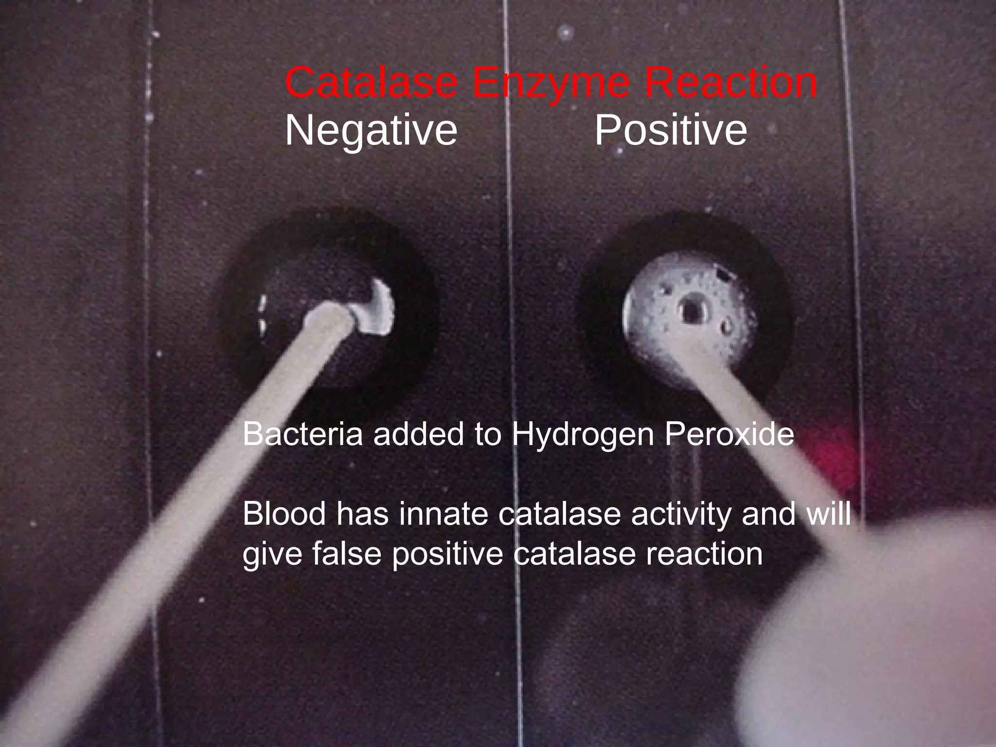 Catalase Enzyme Reaction
Negative Positive
Bacteria added to Hydrogen Peroxide
Blood has innate catalase activity and will
give false positive catalase reaction
 