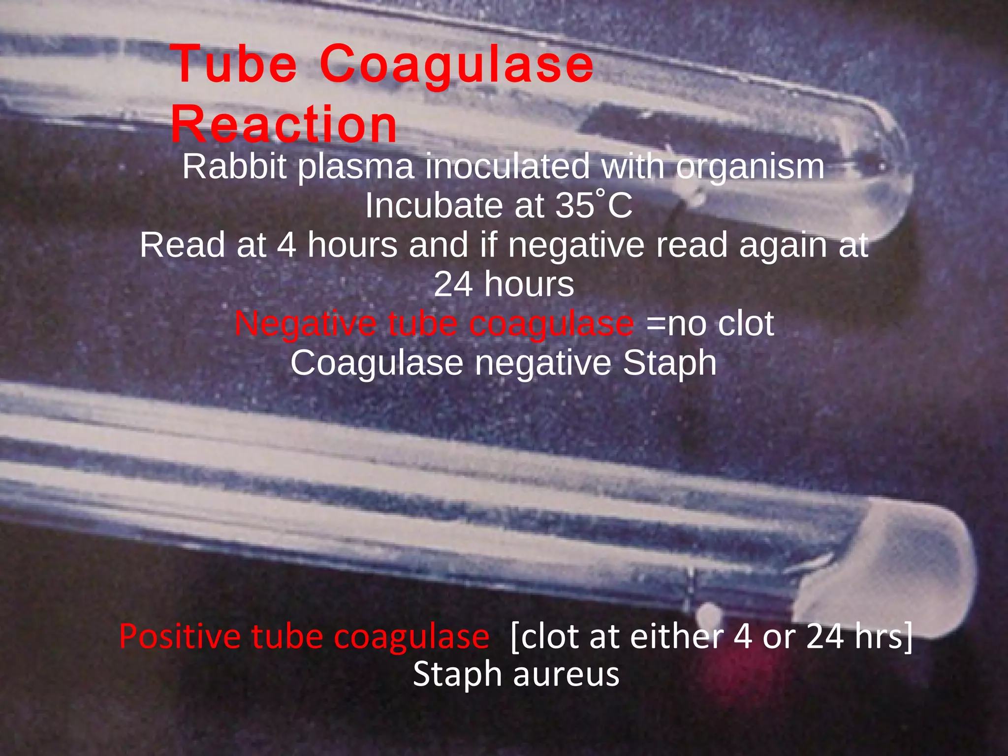 Rabbit plasma inoculated with organism
Incubate at 35˚C
Read at 4 hours and if negative read again at
24 hours
Negative tube coagulase =no clot
Coagulase negative Staph
Positive tube coagulase [clot at either 4 or 24 hrs]
Staph aureus
Tube Coagulase
Reaction
 