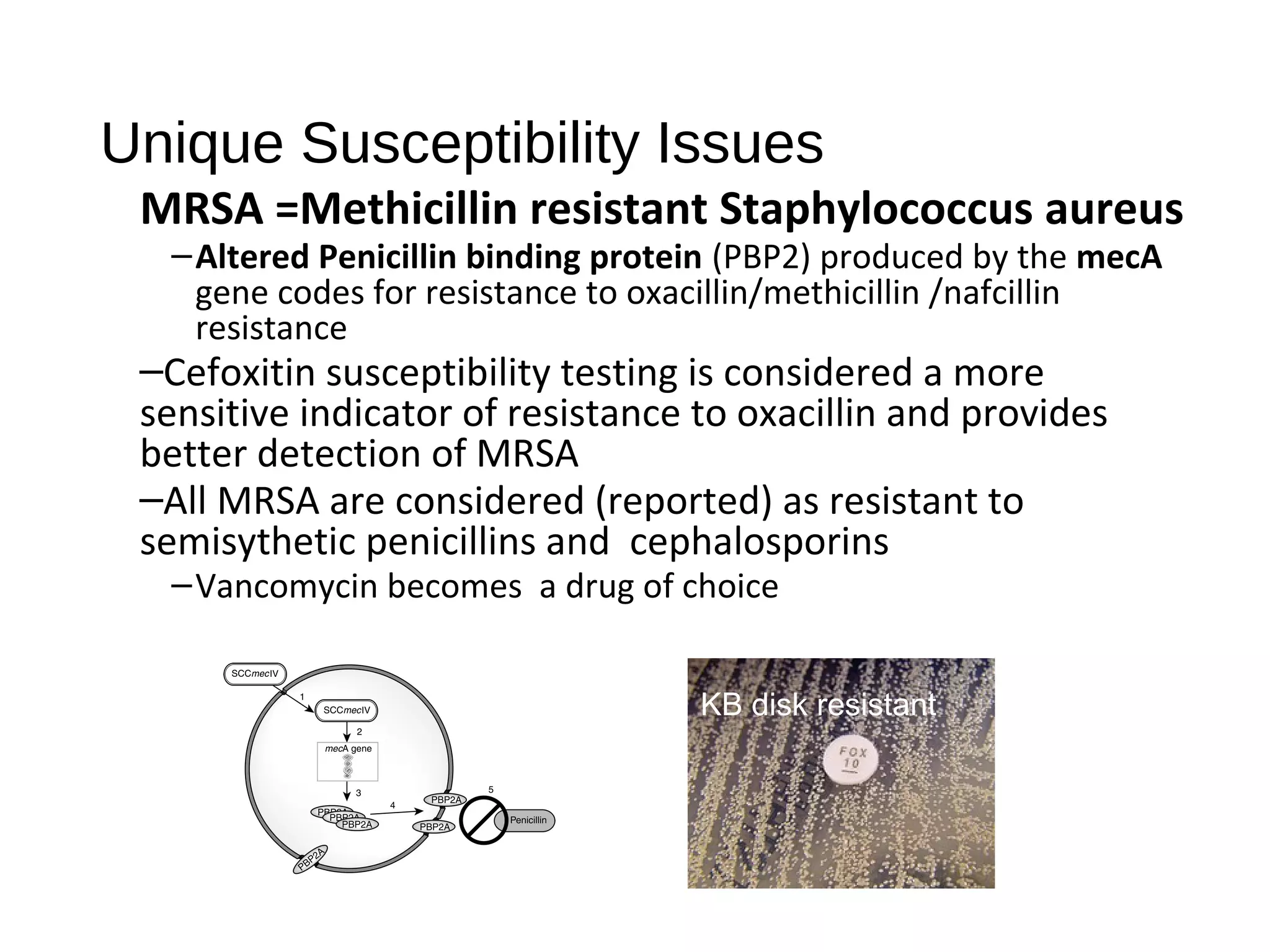 Unique Susceptibility Issues
MRSA =Methicillin resistant Staphylococcus aureus
–Altered Penicillin binding protein (PBP2) produced by the mecA
gene codes for resistance to oxacillin/methicillin /nafcillin
resistance
–Cefoxitin susceptibility testing is considered a more
sensitive indicator of resistance to oxacillin and provides
better detection of MRSA
–All MRSA are considered (reported) as resistant to
semisythetic penicillins and cephalosporins
–Vancomycin becomes a drug of choice
KB disk resistant
 