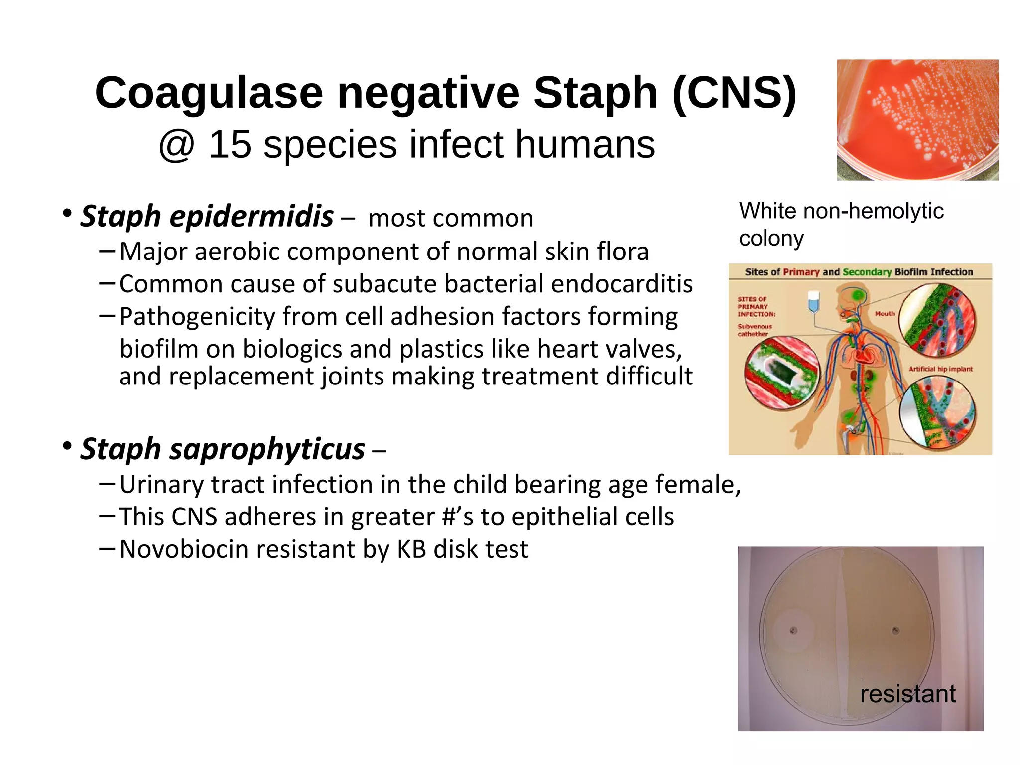 Coagulase negative Staph (CNS)
@ 15 species infect humans
• Staph epidermidis – most common
–Major aerobic component of normal skin flora
–Common cause of subacute bacterial endocarditis
–Pathogenicity from cell adhesion factors forming
biofilm on biologics and plastics like heart valves, Catheters
and replacement joints making treatment difficult
• Staph saprophyticus –
–Urinary tract infection in the child bearing age female,
–This CNS adheres in greater #’s to epithelial cells
–Novobiocin resistant by KB disk test
White non-hemolytic
colony
resistant
 