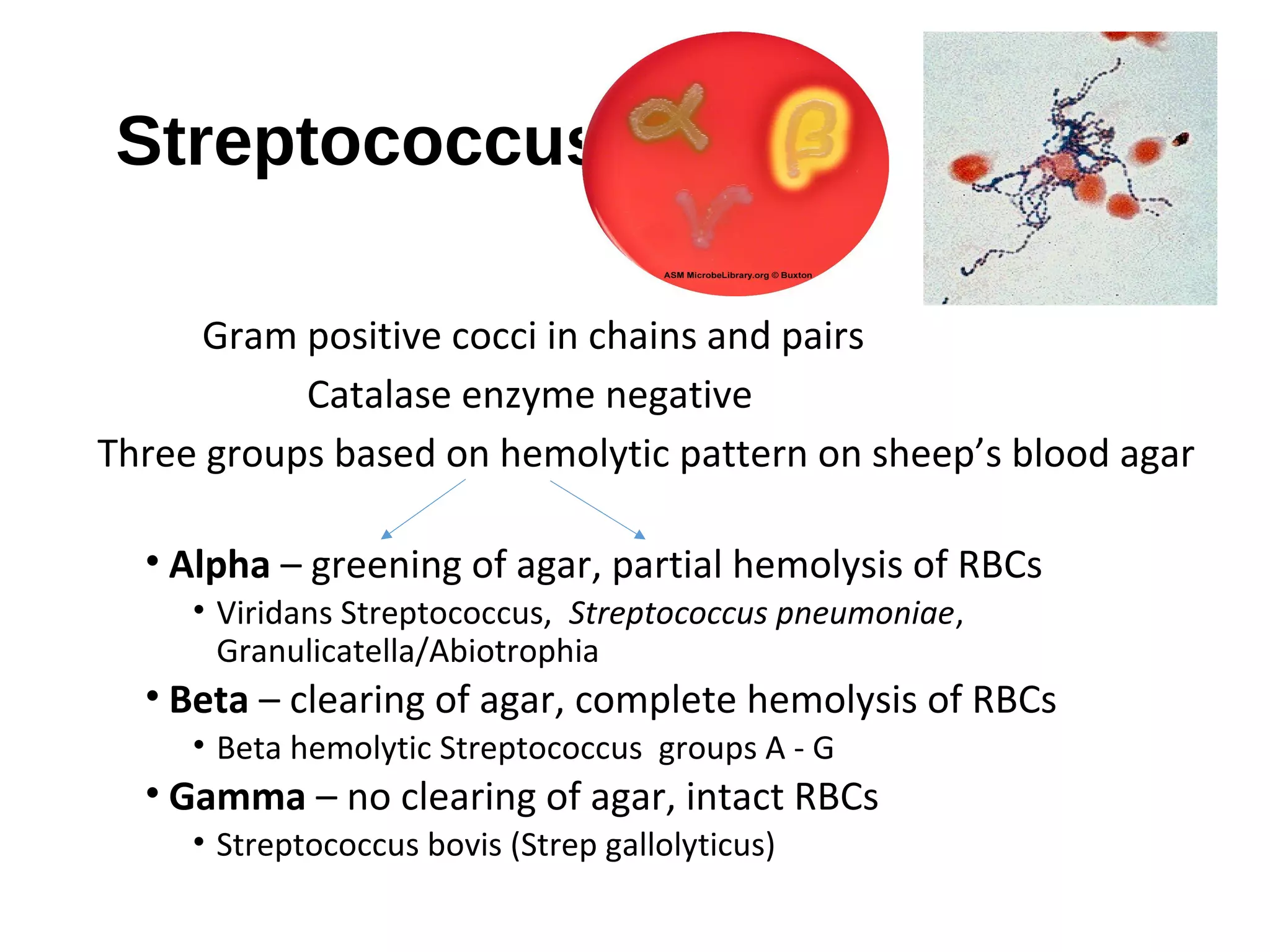 Streptococcus
Gram positive cocci in chains and pairs
Catalase enzyme negative
Three groups based on hemolytic pattern on sheep’s blood agar
• Alpha – greening of agar, partial hemolysis of RBCs
• Viridans Streptococcus, Streptococcus pneumoniae,
Granulicatella/Abiotrophia
• Beta – clearing of agar, complete hemolysis of RBCs
• Beta hemolytic Streptococcus groups A - G
• Gamma – no clearing of agar, intact RBCs
• Streptococcus bovis (Strep gallolyticus)
 