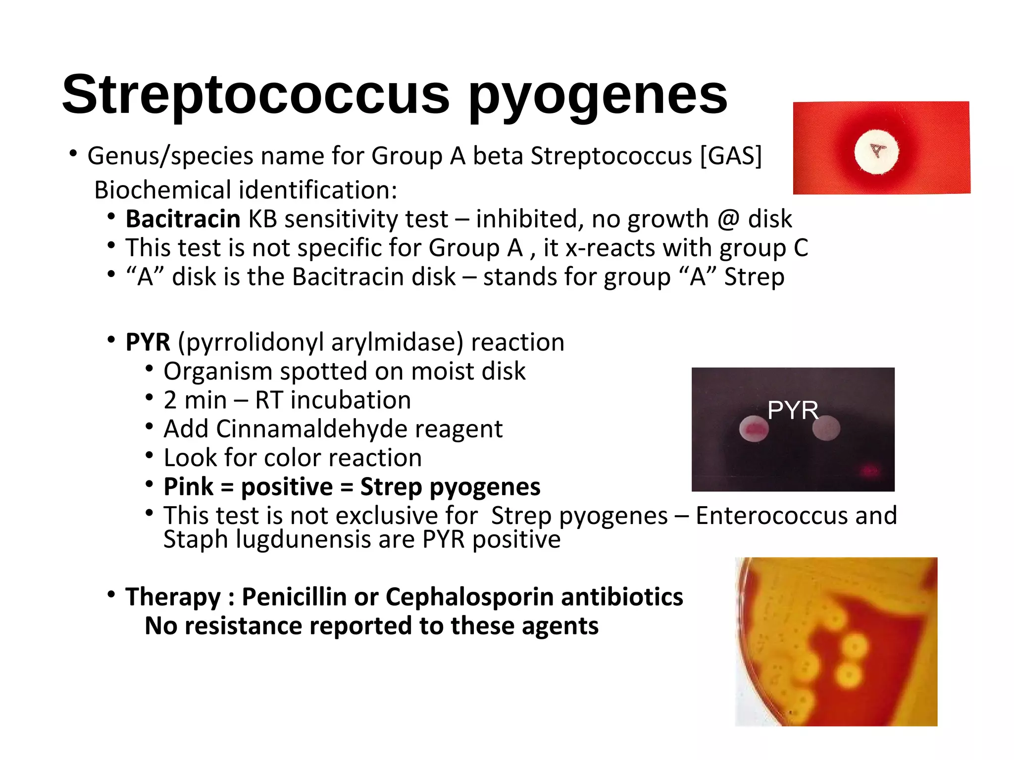 Streptococcus pyogenes
• Genus/species name for Group A beta Streptococcus [GAS]
Biochemical identification:
• Bacitracin KB sensitivity test – inhibited, no growth @ disk
• This test is not specific for Group A , it x-reacts with group C
• “A” disk is the Bacitracin disk – stands for group “A” Strep
• PYR (pyrrolidonyl arylmidase) reaction
• Organism spotted on moist disk
• 2 min – RT incubation
• Add Cinnamaldehyde reagent
• Look for color reaction
• Pink = positive = Strep pyogenes
• This test is not exclusive for Strep pyogenes – Enterococcus and
Staph lugdunensis are PYR positive
• Therapy : Penicillin or Cephalosporin antibiotics
No resistance reported to these agents
PYR
 