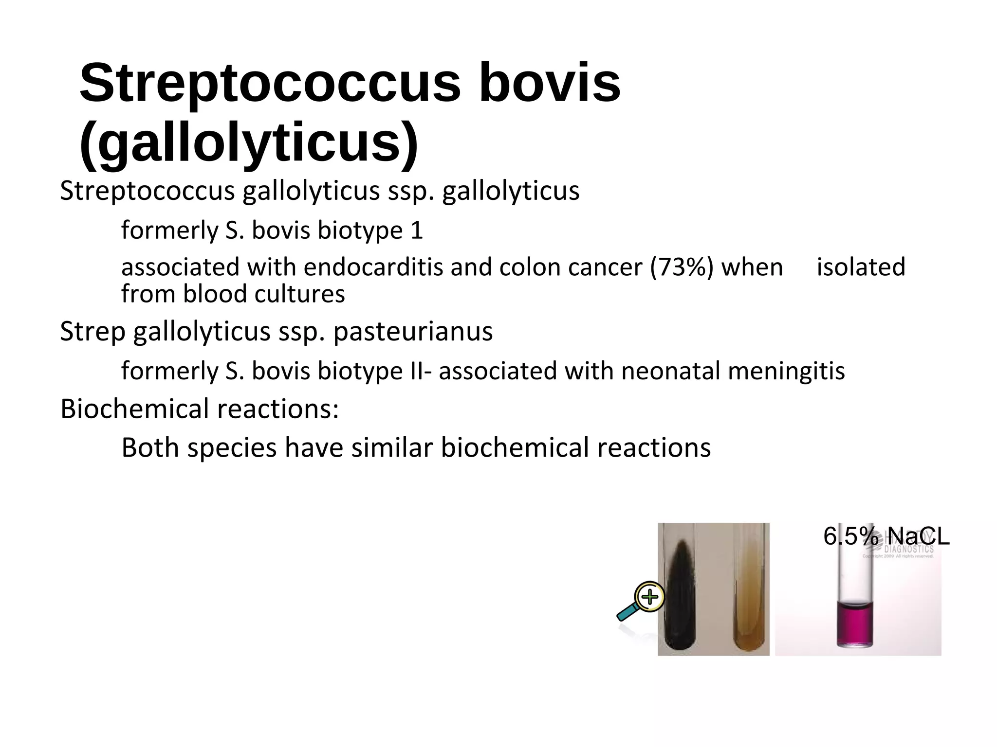 Streptococcus bovis
(gallolyticus)
Streptococcus gallolyticus ssp. gallolyticus
formerly S. bovis biotype 1
associated with endocarditis and colon cancer (73%) when isolated
from blood cultures
Strep gallolyticus ssp. pasteurianus
formerly S. bovis biotype II- associated with neonatal meningitis
Biochemical reactions:
Both species have similar biochemical reactions
6.5% NaCL
 