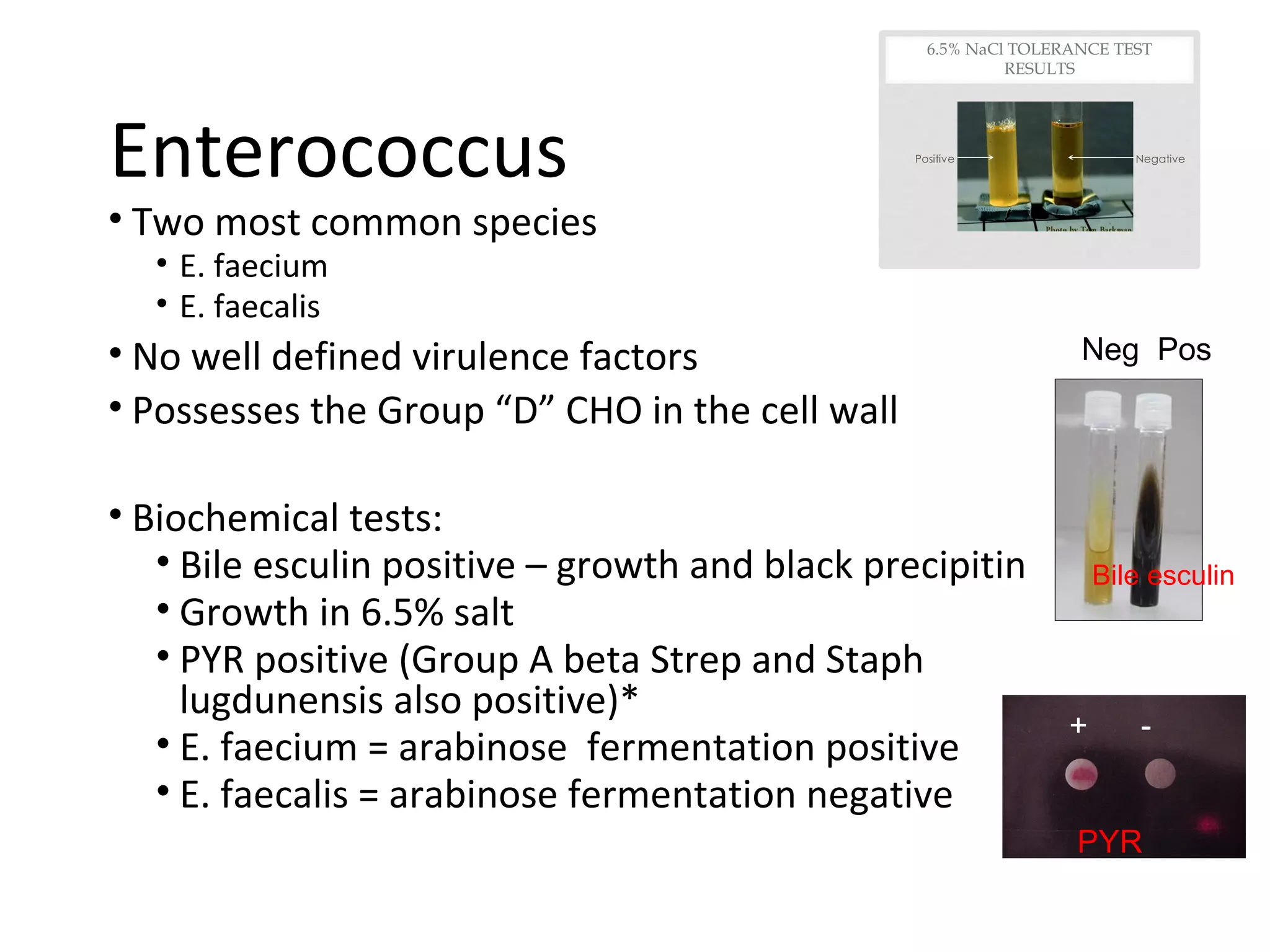 • Two most common species
• E. faecium
• E. faecalis
• No well defined virulence factors
• Possesses the Group “D” CHO in the cell wall
• Biochemical tests:
• Bile esculin positive – growth and black precipitin
• Growth in 6.5% salt
• PYR positive (Group A beta Strep and Staph
lugdunensis also positive)*
• E. faecium = arabinose fermentation positive
• E. faecalis = arabinose fermentation negative
Enterococcus
Bile esculin
PYR
+ -
Neg Pos
PYR
 