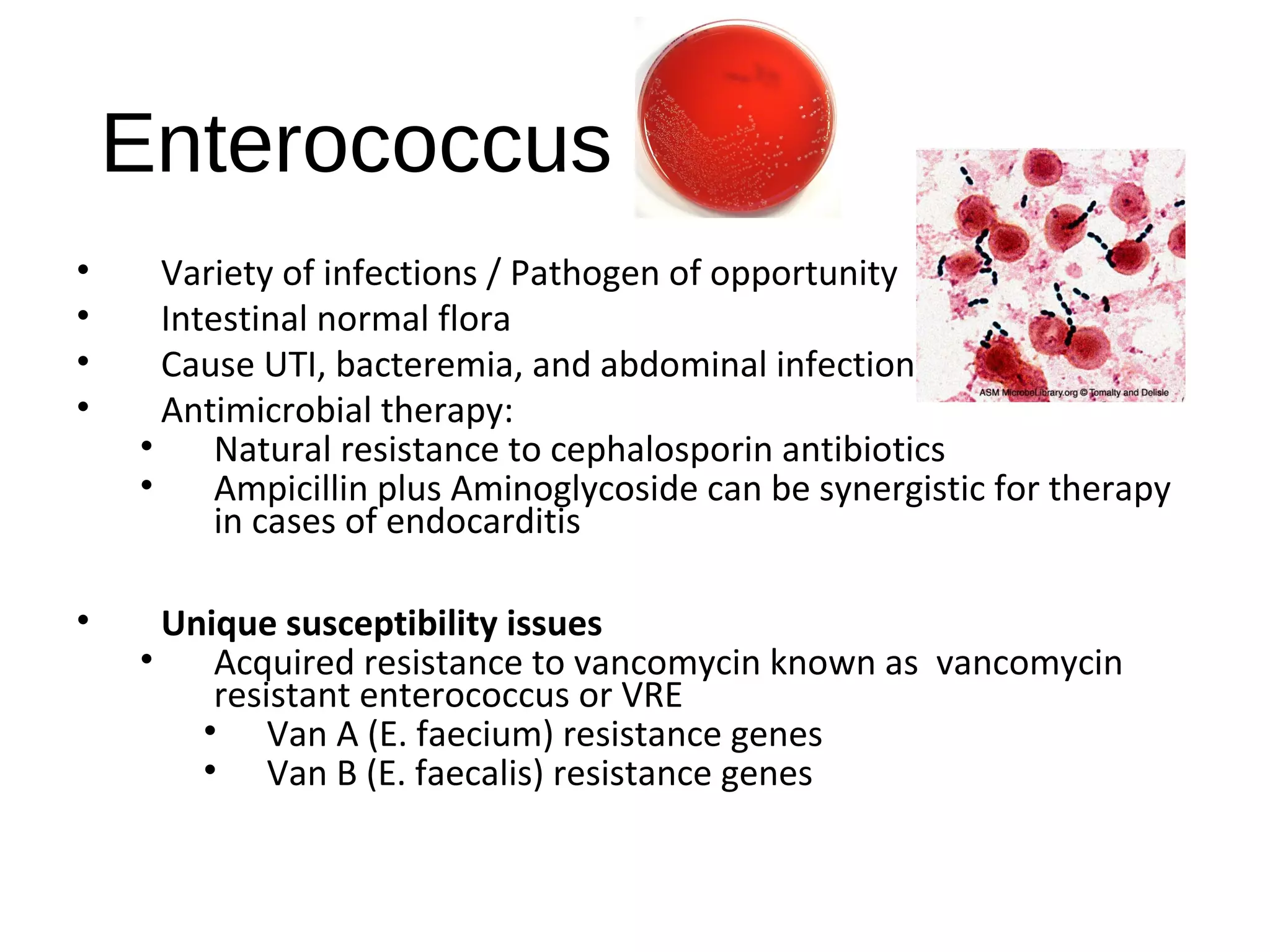 Enterococcus
• Variety of infections / Pathogen of opportunity
• Intestinal normal flora
• Cause UTI, bacteremia, and abdominal infections
• Antimicrobial therapy:
• Natural resistance to cephalosporin antibiotics
• Ampicillin plus Aminoglycoside can be synergistic for therapy
in cases of endocarditis
• Unique susceptibility issues
• Acquired resistance to vancomycin known as vancomycin
resistant enterococcus or VRE
• Van A (E. faecium) resistance genes
• Van B (E. faecalis) resistance genes
 