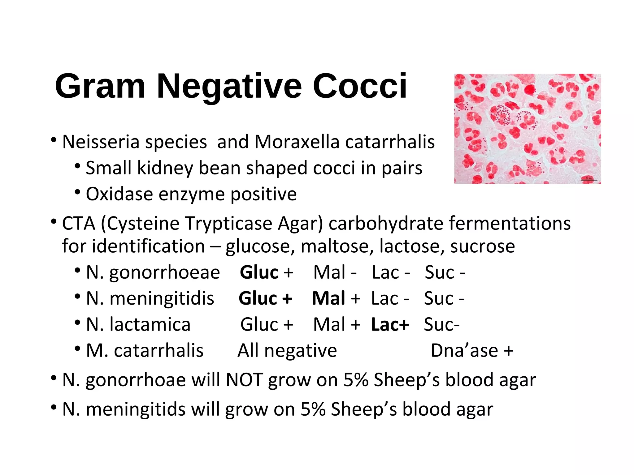 Gram Negative Cocci
• Neisseria species and Moraxella catarrhalis
• Small kidney bean shaped cocci in pairs
• Oxidase enzyme positive
• CTA (Cysteine Trypticase Agar) carbohydrate fermentations
for identification – glucose, maltose, lactose, sucrose
• N. gonorrhoeae Gluc + Mal - Lac - Suc -
• N. meningitidis Gluc + Mal + Lac - Suc -
• N. lactamica Gluc + Mal + Lac+ Suc-
• M. catarrhalis All negative Dna’ase +
• N. gonorrhoae will NOT grow on 5% Sheep’s blood agar
• N. meningitids will grow on 5% Sheep’s blood agar
 