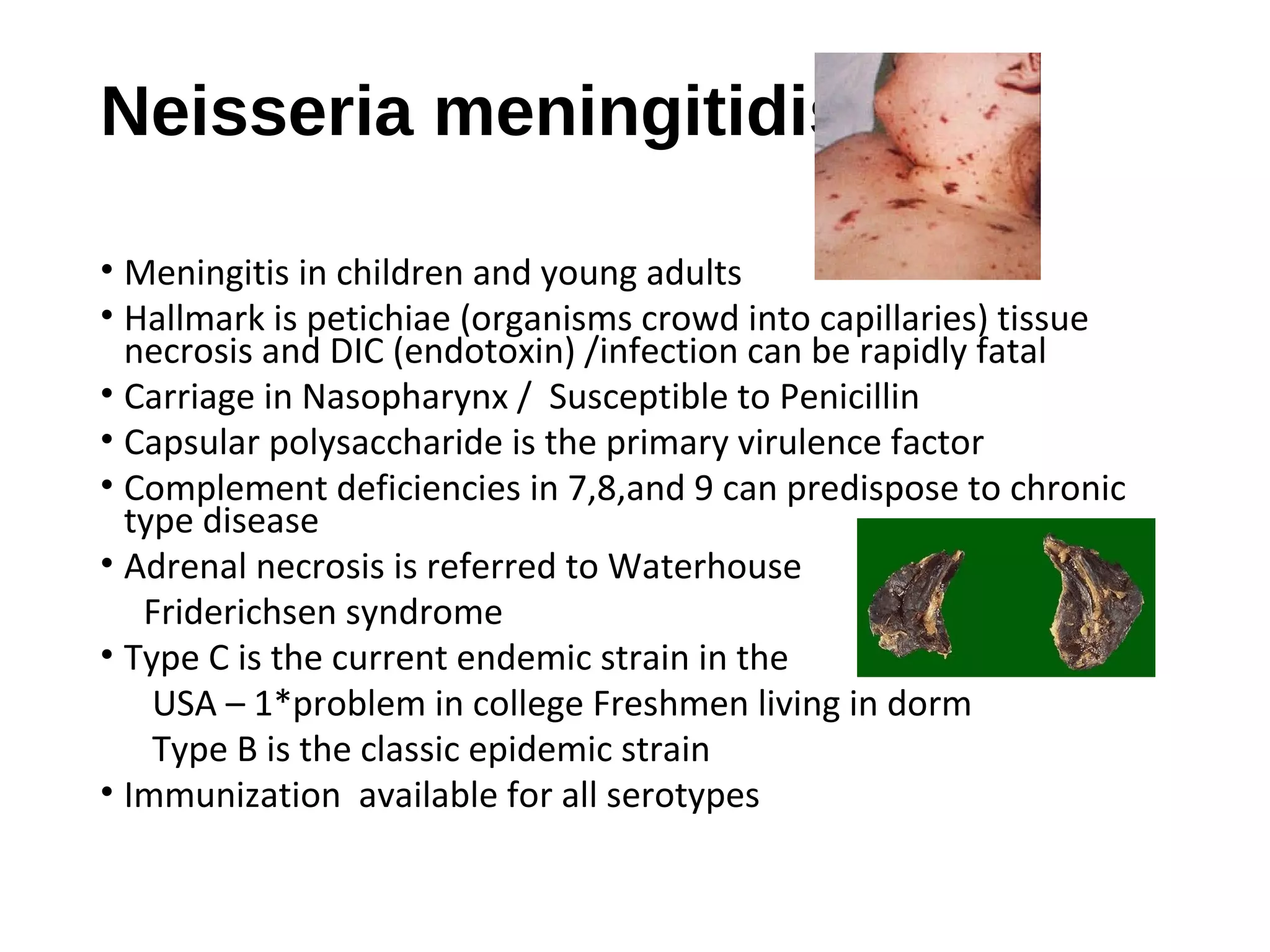 Neisseria meningitidis
• Meningitis in children and young adults
• Hallmark is petichiae (organisms crowd into capillaries) tissue
necrosis and DIC (endotoxin) /infection can be rapidly fatal
• Carriage in Nasopharynx / Susceptible to Penicillin
• Capsular polysaccharide is the primary virulence factor
• Complement deficiencies in 7,8,and 9 can predispose to chronic
type disease
• Adrenal necrosis is referred to Waterhouse
Friderichsen syndrome
• Type C is the current endemic strain in the
USA – 1*problem in college Freshmen living in dorm
Type B is the classic epidemic strain
• Immunization available for all serotypes
 