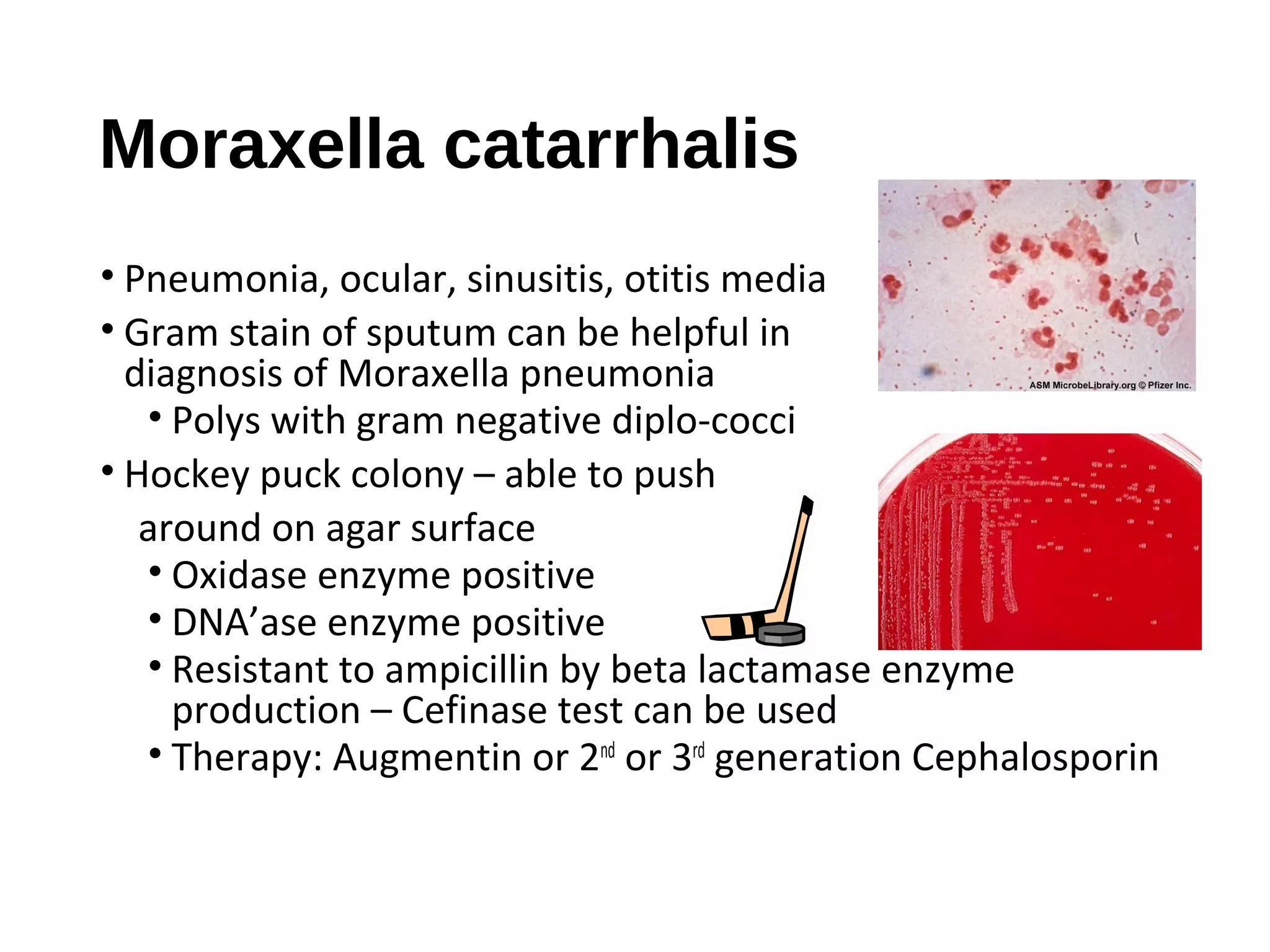 Moraxella catarrhalis
• Pneumonia, ocular, sinusitis, otitis media
• Gram stain of sputum can be helpful in
diagnosis of Moraxella pneumonia
• Polys with gram negative diplo-cocci
• Hockey puck colony – able to push
around on agar surface
• Oxidase enzyme positive
• DNA’ase enzyme positive
• Resistant to ampicillin by beta lactamase enzyme
production – Cefinase test can be used
• Therapy: Augmentin or 2nd
or 3rd
generation Cephalosporin
 