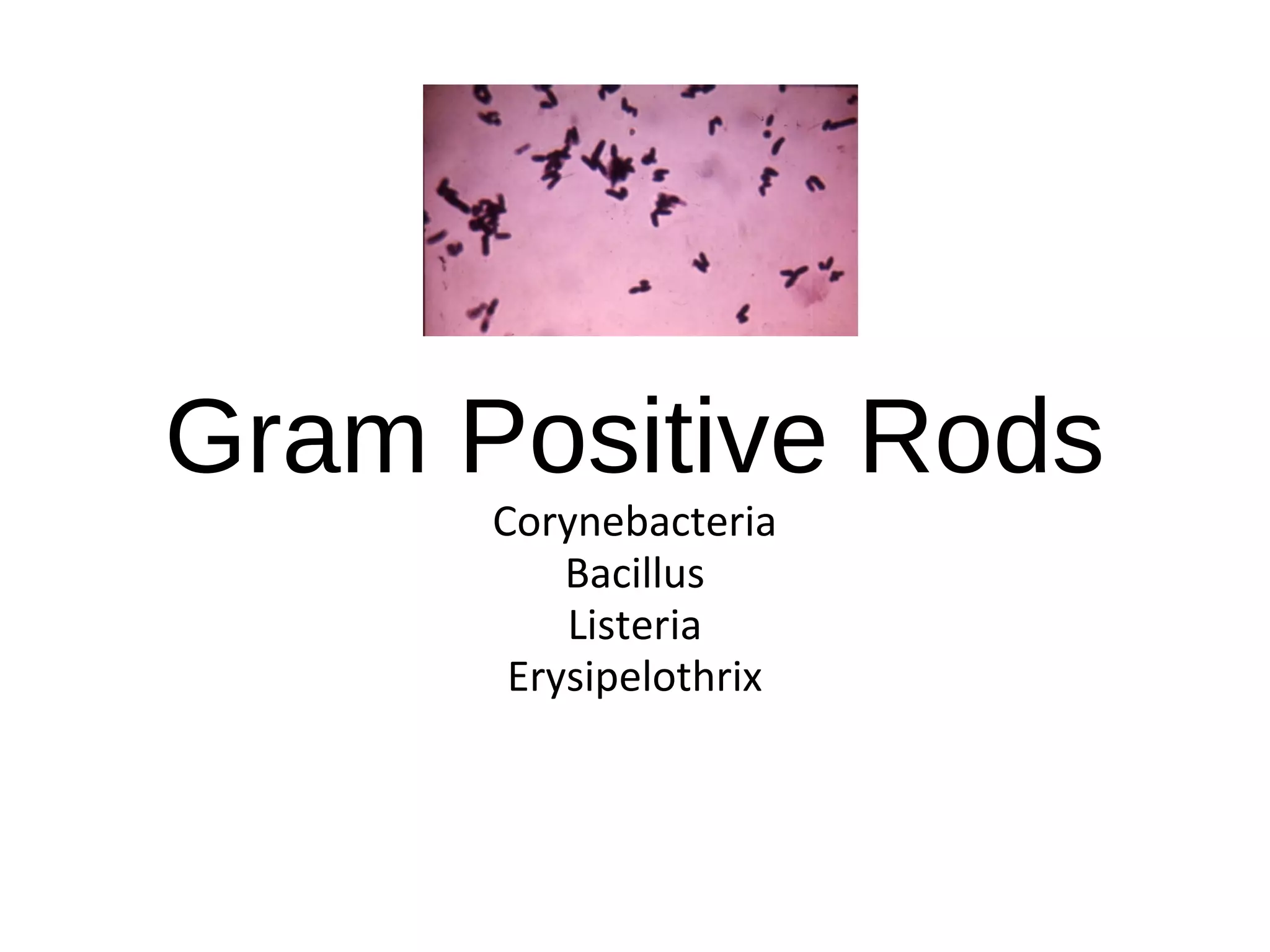 Gram Positive Rods
Corynebacteria
Bacillus
Listeria
Erysipelothrix
 