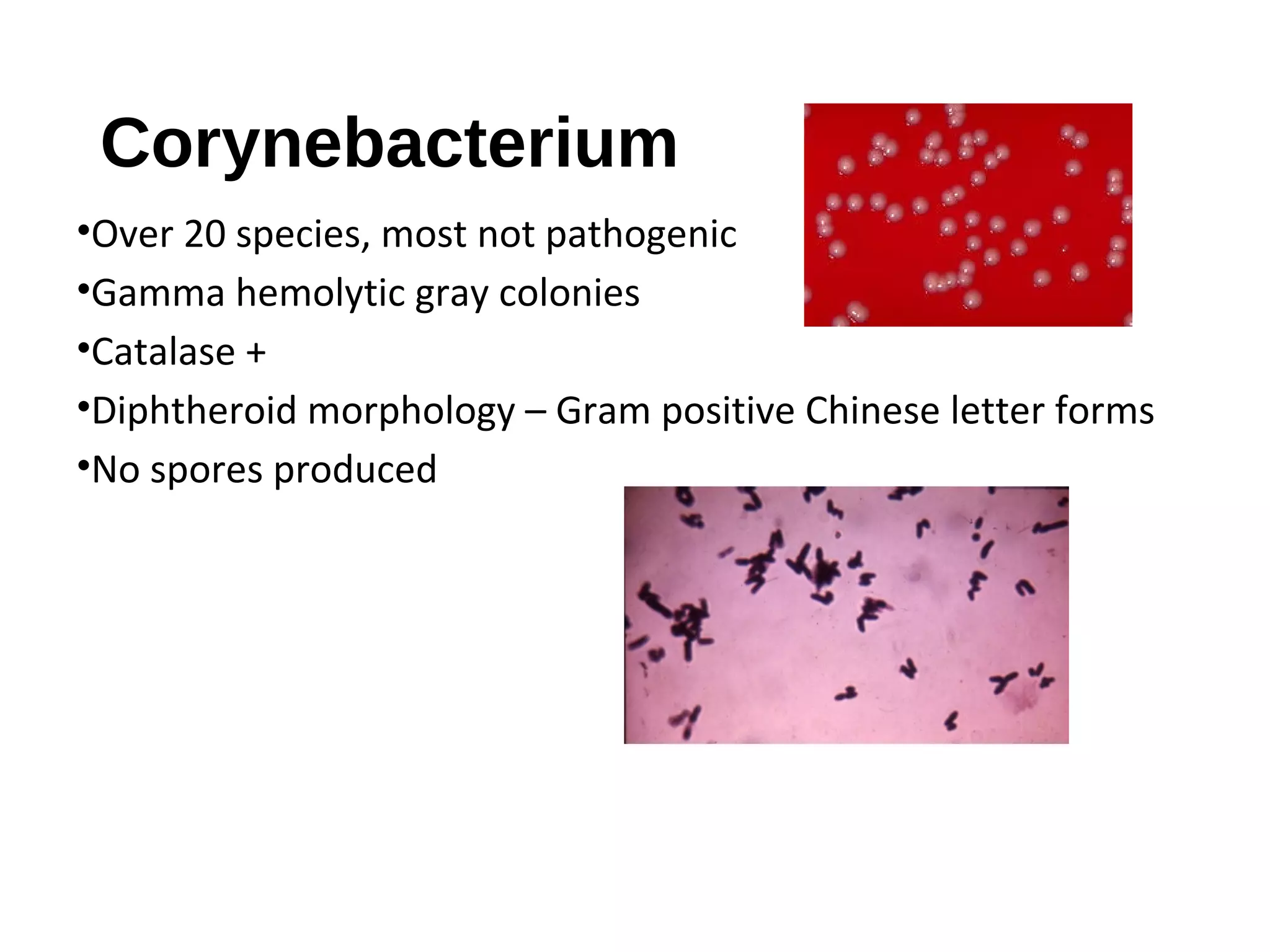 Corynebacterium
•Over 20 species, most not pathogenic
•Gamma hemolytic gray colonies
•Catalase +
•Diphtheroid morphology – Gram positive Chinese letter forms
•No spores produced
 