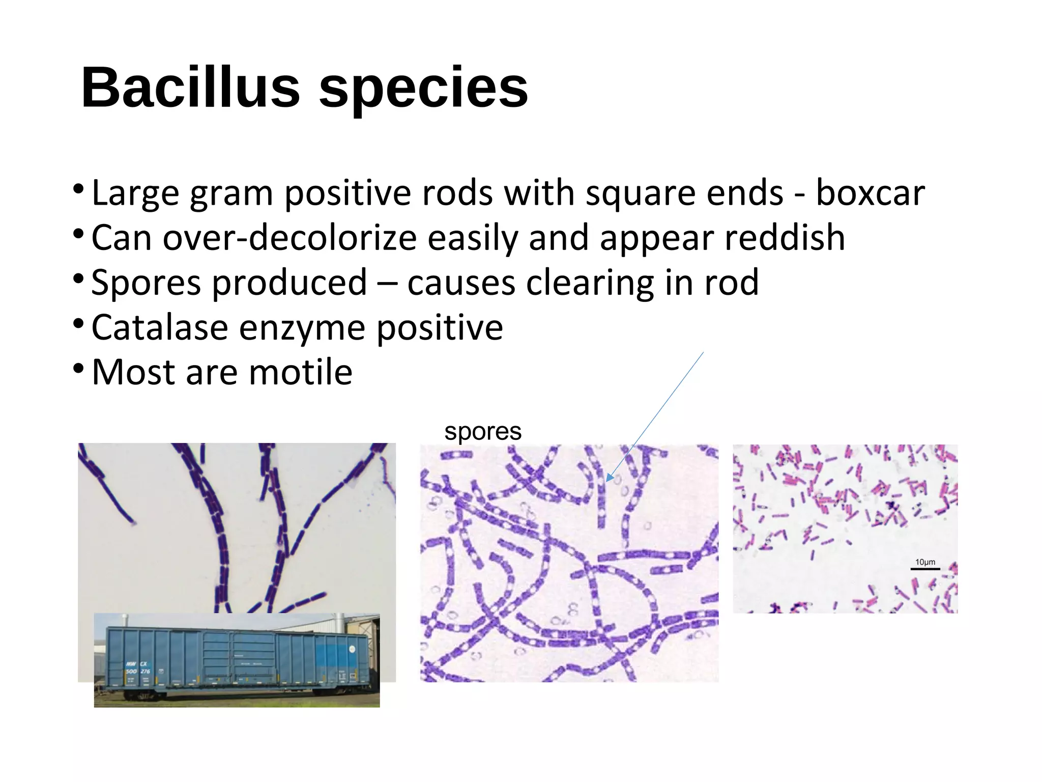 Bacillus species
•Large gram positive rods with square ends - boxcar
•Can over-decolorize easily and appear reddish
•Spores produced – causes clearing in rod
•Catalase enzyme positive
•Most are motile
spores
 