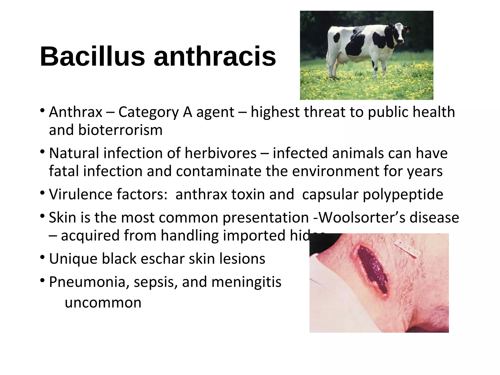Bacillus anthracis
• Anthrax – Category A agent – highest threat to public health
and bioterrorism
• Natural infection of herbivores – infected animals can have
fatal infection and contaminate the environment for years
• Virulence factors: anthrax toxin and capsular polypeptide
• Skin is the most common presentation -Woolsorter’s disease
– acquired from handling imported hides
• Unique black eschar skin lesions
• Pneumonia, sepsis, and meningitis
uncommon
 