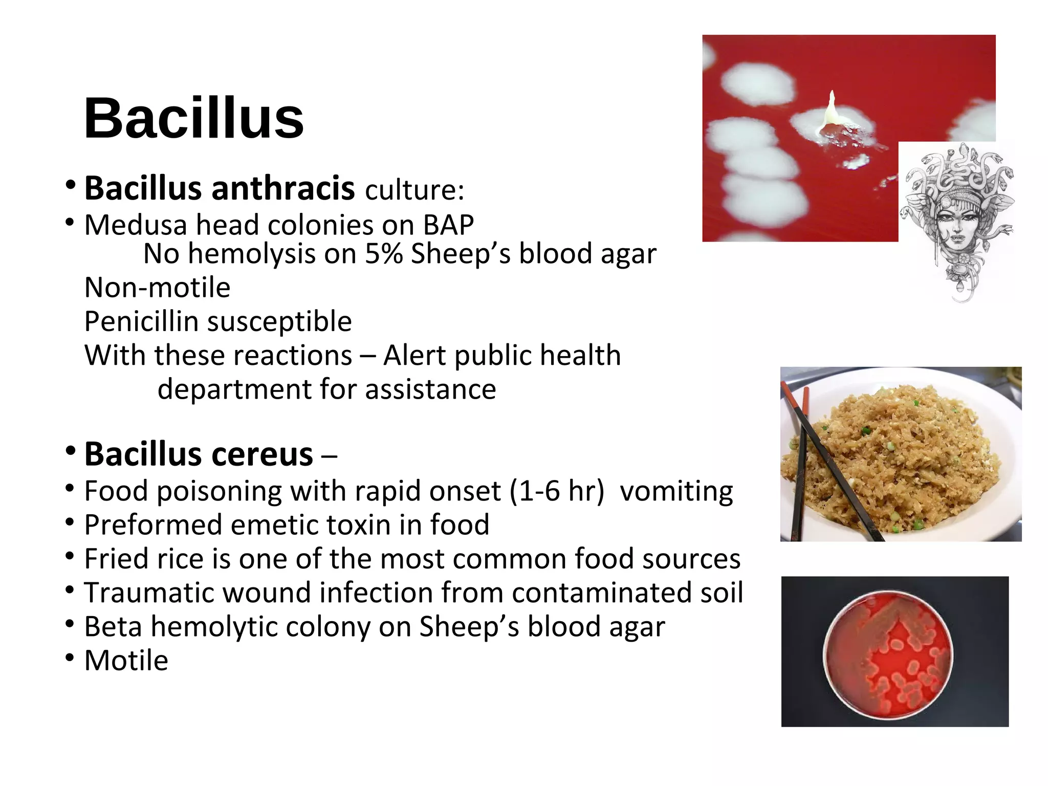 Bacillus
• Bacillus anthracis culture:
• Medusa head colonies on BAP
No hemolysis on 5% Sheep’s blood agar
Non-motile
Penicillin susceptible
With these reactions – Alert public health
department for assistance
• Bacillus cereus –
• Food poisoning with rapid onset (1-6 hr) vomiting
• Preformed emetic toxin in food
• Fried rice is one of the most common food sources
• Traumatic wound infection from contaminated soil
• Beta hemolytic colony on Sheep’s blood agar
• Motile
 