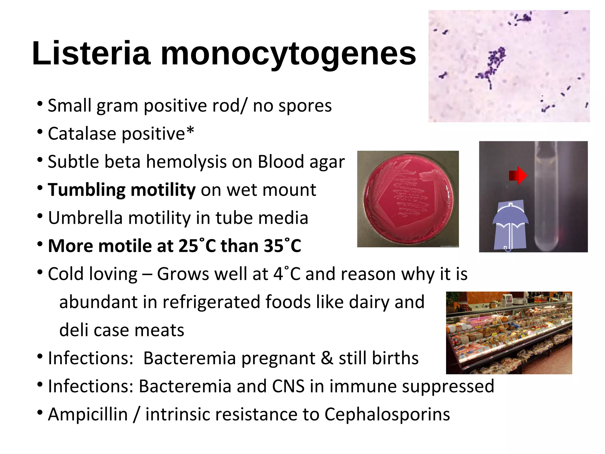 Listeria monocytogenes
• Small gram positive rod/ no spores
• Catalase positive*
• Subtle beta hemolysis on Blood agar
• Tumbling motility on wet mount
• Umbrella motility in tube media
• More motile at 25˚C than 35˚C
• Cold loving – Grows well at 4˚C and reason why it is
abundant in refrigerated foods like dairy and
deli case meats
• Infections: Bacteremia pregnant & still births
• Infections: Bacteremia and CNS in immune suppressed
• Ampicillin / intrinsic resistance to Cephalosporins
 